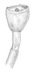 Blindia immersa, capsule, dry. Drawn from W. Martin, 9 Feb. 1947, CHR 570804, and D. Glenny 7604, CHR 518919.
 Image: R.C. Wagstaff © Landcare Research 2015 